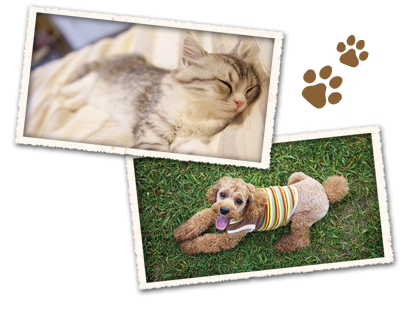 ペットホテル 犬と猫 イメージ写真